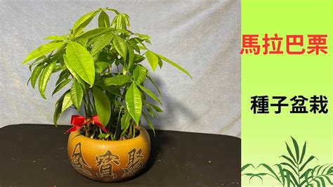 發財樹照顧|馬拉巴栗（發財樹）種植照顧指南+馬拉巴栗風水功效。